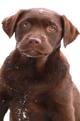 Book cover for 2020 Daily Planner Chocolate Labrador Retriever Puppy Snowflakes 388 Pages