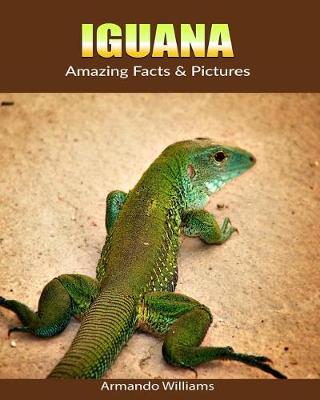 Book cover for Iguana