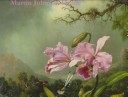 Book cover for Martin Johnson Heade