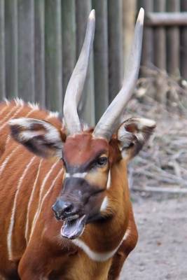 Book cover for East African Bongo Antelope Journal