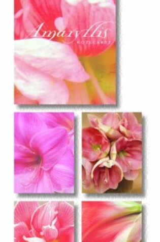 Cover of Amaryllis Cards in 2 Piece Box