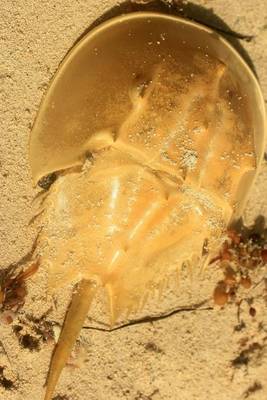 Book cover for Horseshoe Crab on the Beach