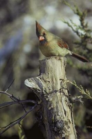 Cover of Female Cardinal Bird Journal