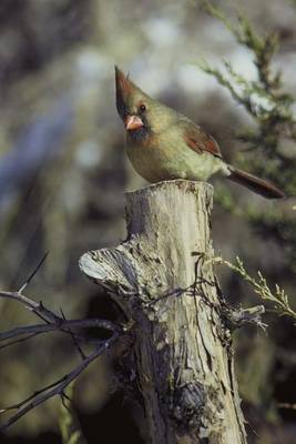 Book cover for Female Cardinal Bird Journal