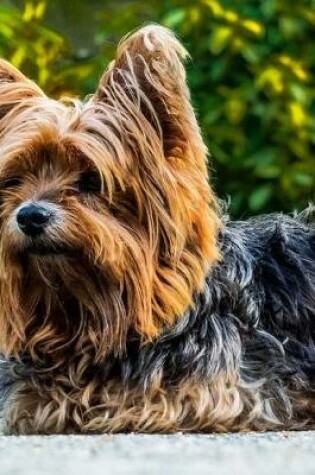 Cover of Super Cute Little Yorkshire Terrier Resting on her Paws Journal