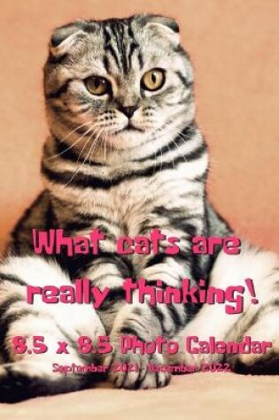 Cover of What Cats Are Really Thinking! 8.5 X 8.5 Calendar September 2021 -December 2022