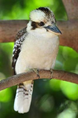 Book cover for Laughing Kookaburra Journal