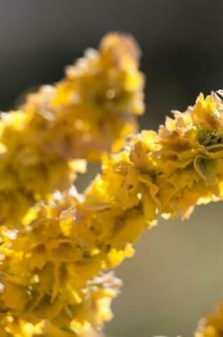 Cover of Blooming Four Wing Saltbush in Utah