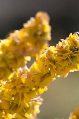 Book cover for Blooming Four Wing Saltbush in Utah