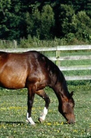 Cover of 2020 Daily Planner Horse Photo Equine Grazing Bay White Socks 388 Pages