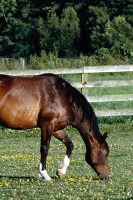 Book cover for 2020 Daily Planner Horse Photo Equine Grazing Bay White Socks 388 Pages