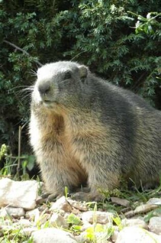 Cover of An Alpine Marmot, for the Love of Animals