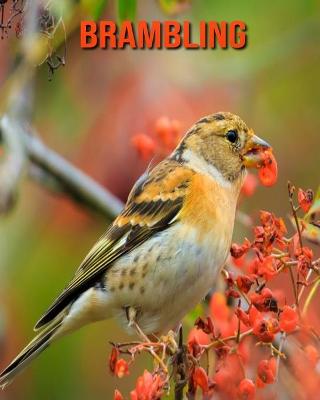 Book cover for Brambling