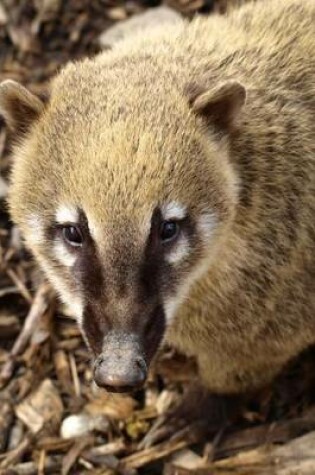 Cover of A Coati Looking Up, for the Love of Animals