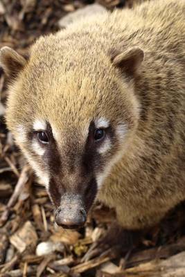 Book cover for A Coati Looking Up, for the Love of Animals