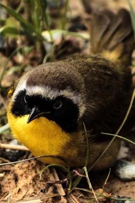 Book cover for Common Yellowthroat Warbler Songbird Bird Journal (Geothlypis Trichas)