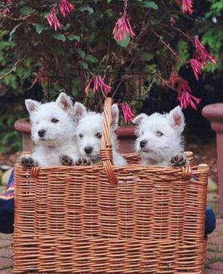 Book cover for School Composition Book Three Puppies Basket Dog Photo 200 Pages