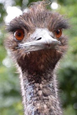 Book cover for Startled Emu Portrait Journal