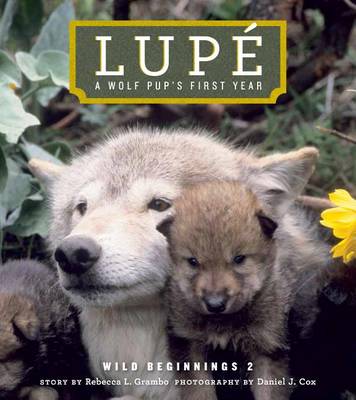 Book cover for Lupe