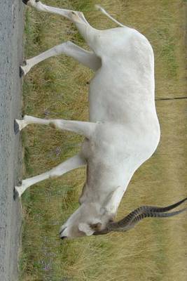 Book cover for An Addax on the Road, for the Love of Animals