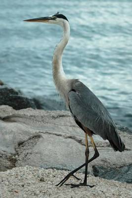 Book cover for Great Blue Heron on the Shore (Birds of the World)