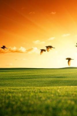 Book cover for A Field of Grass and Flying Birds at Sunset