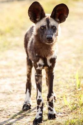 Book cover for Wild Dog at Okavango Delta Botswana Africa Journal