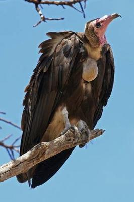 Book cover for Hooded Vulture Journal