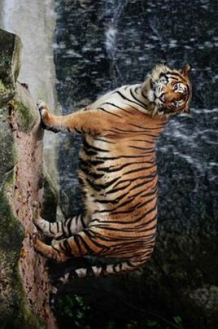 Cover of A Large Tiger Standing by a Waterfall