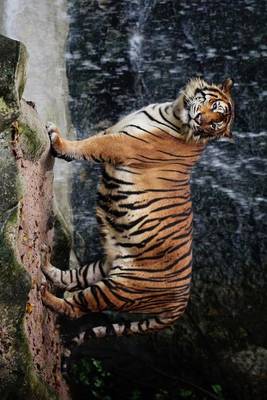 Book cover for A Large Tiger Standing by a Waterfall