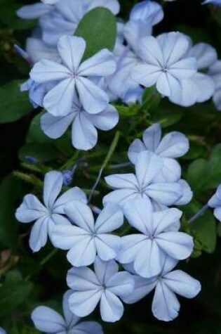 Cover of Plumbago Auriculata Flowers in Spring Journal