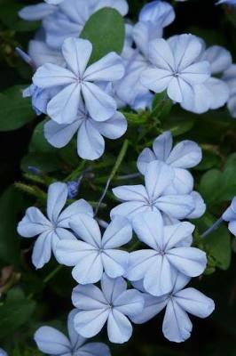 Book cover for Plumbago Auriculata Flowers in Spring Journal