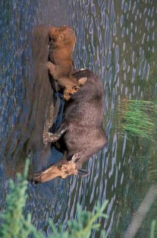 Cover of Cow Moose and Her Calf in Glacier National Park, Montana