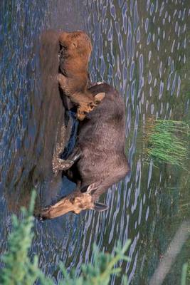 Book cover for Cow Moose and Her Calf in Glacier National Park, Montana