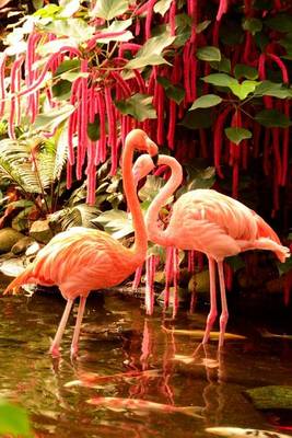 Book cover for Flamingos in a Pond, Birds of the World