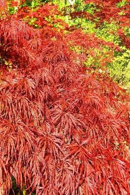 Cover of Journal Beautiful Japanese Maple Tree