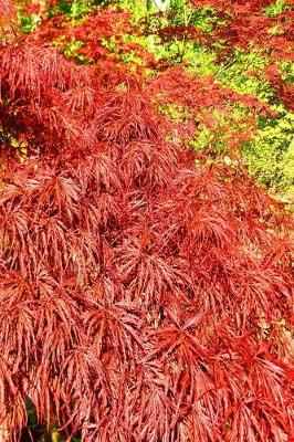 Book cover for Journal Beautiful Japanese Maple Tree