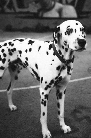 Cover of Black and White Graffiti Dalmatian Dog