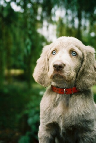 Book cover for Weimaraner