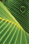 Book cover for Palm Leaf Sketchbook