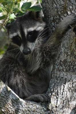 Book cover for Cute Raccoon in the Backyard Journal