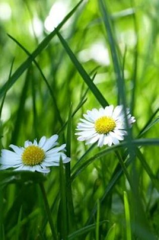 Cover of White Daisy Flowers in the Grass