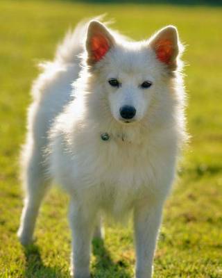 Book cover for Finnish Spitz