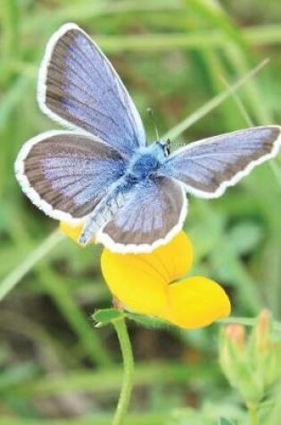 Cover of Blue Butterfly