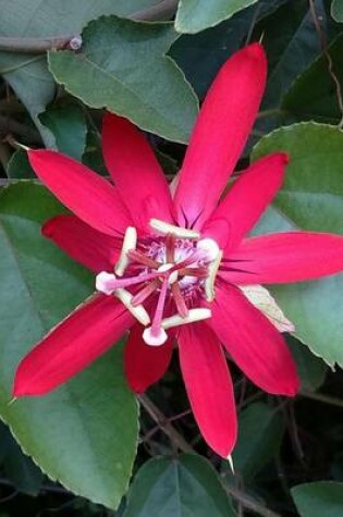 Cover of Red Passion Flower, for the Love of Flowers