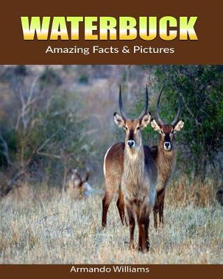 Book cover for Waterbuck