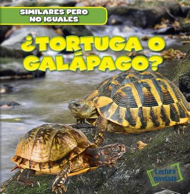 Book cover for ¿Tortuga O Galápago? (Turtle or Tortoise?)