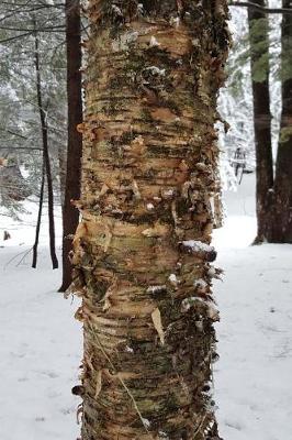 Cover of Journal Birch Tree Winter Forest