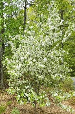 Cover of Journal Springtime Two Flowering Trees In Bloom