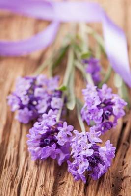 Book cover for Lavender Flowers and a Purple Ribbon Journal